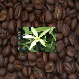 The Flavour Shop 4 The Flavour Shop. Tu tienda online de té, café, rooibos e infusiones Café 100% Arábica Aromatizado Crema de Vainilla 1Kg
