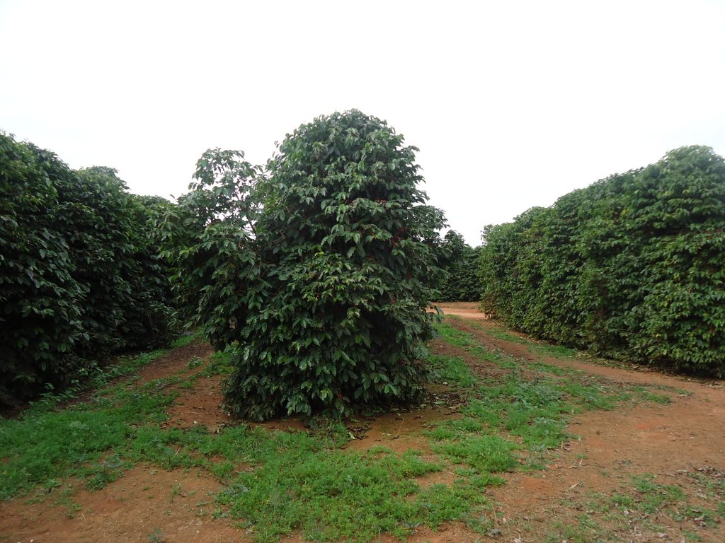 cafetos The Flavour Shop. Tu tienda online de té, café, rooibos e infusiones Saboreaté y Café