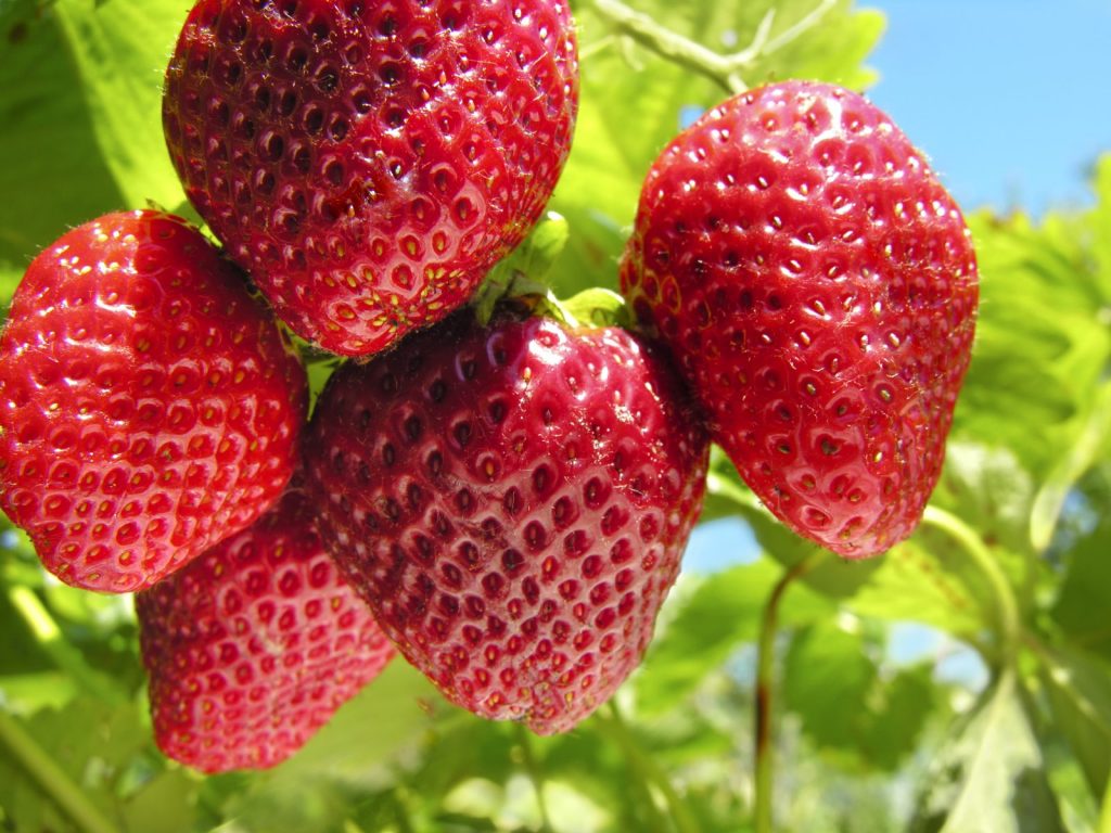fresas The Flavour Shop. Tu tienda online de té, café, rooibos e infusiones Saboreaté y Café