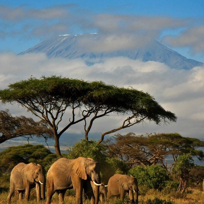 kenia 1 The Flavour Shop. Tu tienda online de té, café, rooibos e infusiones Saboreaté y Café