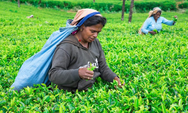mujer saco de te recolectando The Flavour Shop. Tu tienda online de té, café, rooibos e infusiones Saboreaté y Café