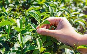 55 Beneficios Para Tú Salud Proporcionados por el Té Rojo 1 The Flavour Shop. Tu tienda online de té, café, rooibos e infusiones planta de té rojo