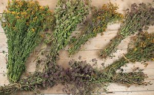 infusiones de plantas para aliviar los sintomas menstruales