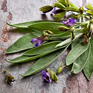 Infusión Bienestar de Ayuda contra los Vómitos 24 unidades 10 The Flavour Shop. Tu tienda online de té, café, rooibos e infusiones planta de salvia