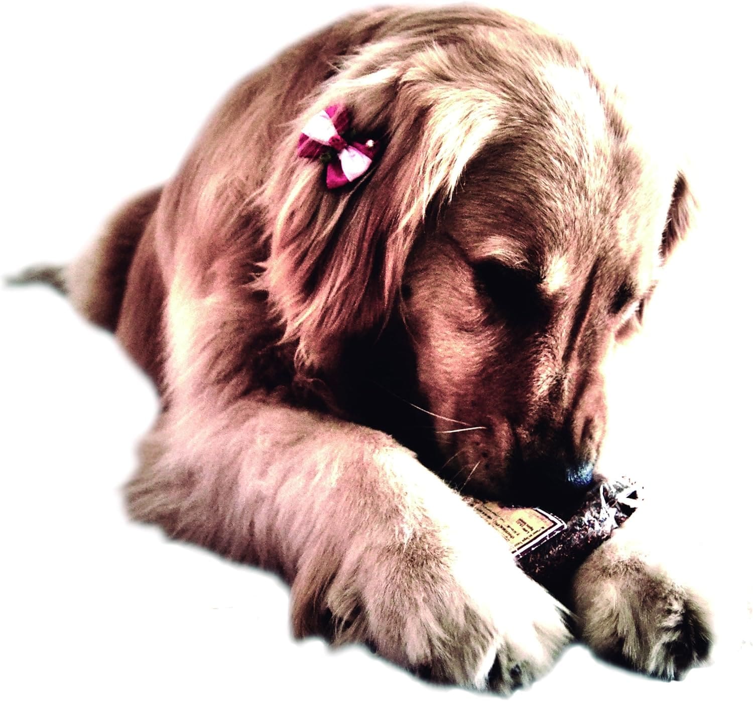 Infusión para Perros y Mascotas relajante e hidratante Lata 12 uds 5 The Flavour Shop. Tu tienda online de té, café, rooibos e infusiones SABOREATE Y CAFE THE FLAVOUR SHOP Te Rooibos Infusión Natural Hidratante Para Perros Gatos Mascotas 60 gramos perro