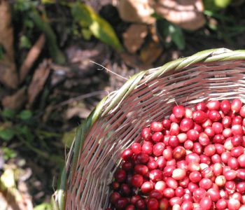 cafe nicaragua
